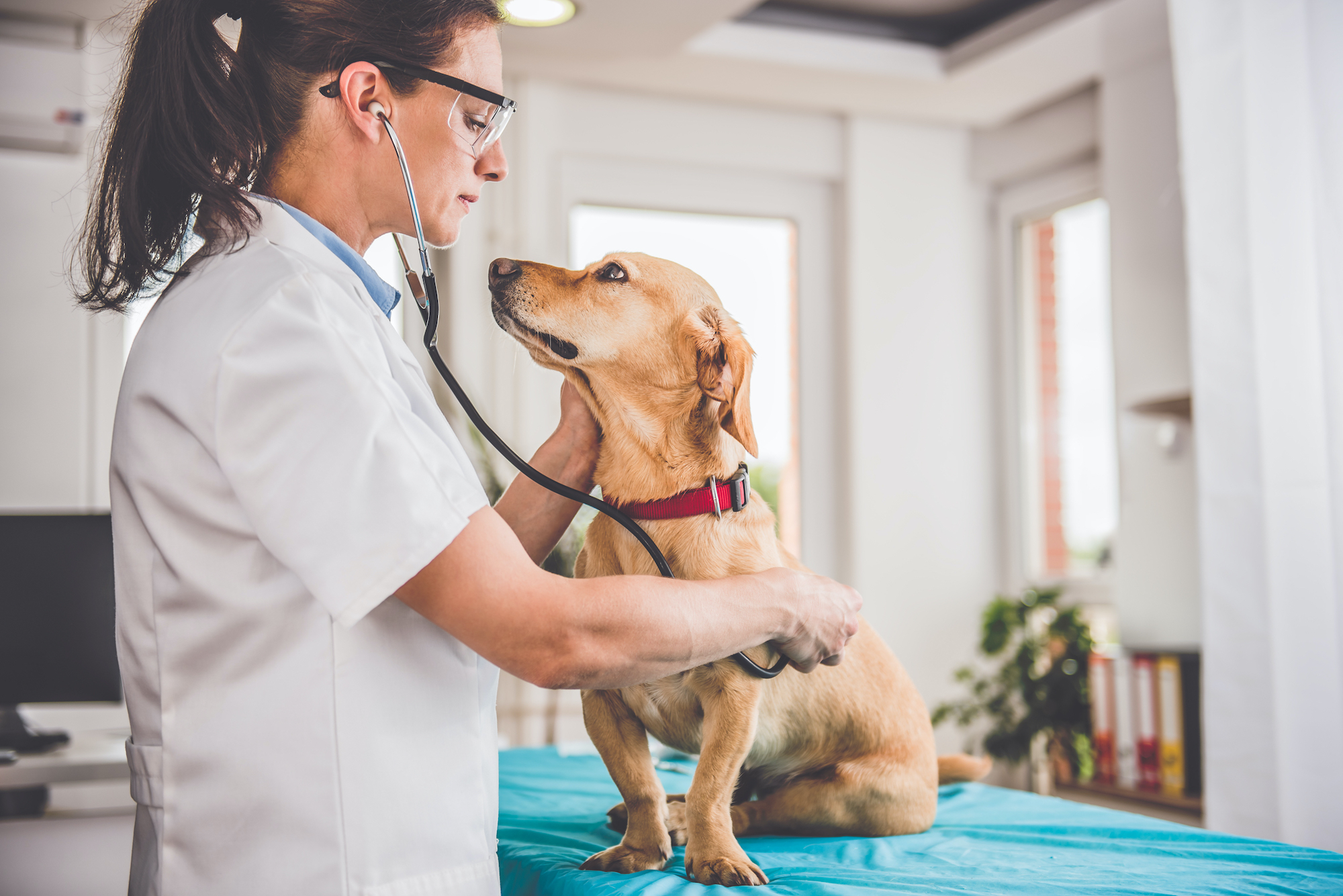 vet-dog